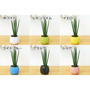 ミニ観葉植物 サンスベリア・バキュラリス陶器鉢...の詳細画像3