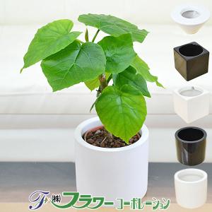 ミニ観葉植物 フィカス・ウンベラータ ハイドロカルチャースタイリッシュ陶器鉢付き