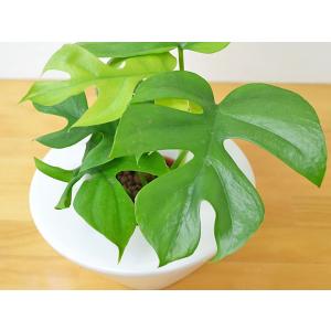 ミニ観葉植物 ヒメモンステラ ハイドロカルチャ...の詳細画像1