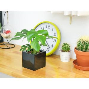 ミニ観葉植物 ヒメモンステラ ハイドロカルチャ...の詳細画像2