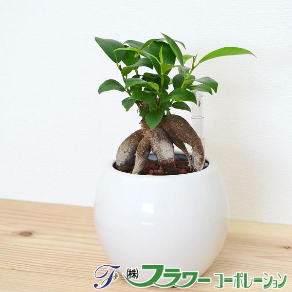 観葉植物 ガジュマル ハイドロカルチャー 水耕栽培 水位計付き 陶器鉢植え ホワイト おしゃれ お祝...