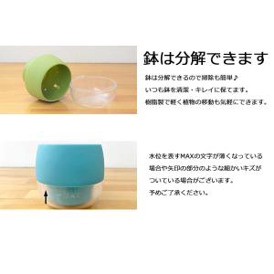 観葉植物 ミニ ハイドロカルチャー 水耕栽培 ...の詳細画像3