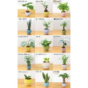 観葉植物 ミニ ハイドロカルチャー 水耕栽培 ...の詳細画像1