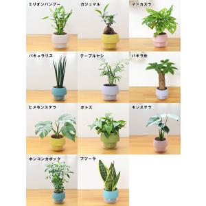 観葉植物 ミニ ハイドロカルチャー 水耕栽培 ...の詳細画像1