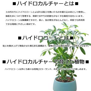 観葉植物 ミニ ハイドロカルチャー 水耕栽培 ...の詳細画像4