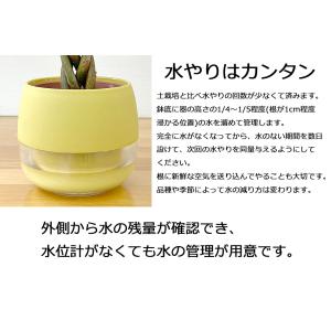 観葉植物 ミニ ハイドロカルチャー 水耕栽培 ...の詳細画像5
