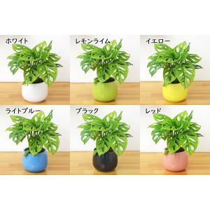 観葉植物 ミニ マドカズラ 窓葛 モンステラ ...の詳細画像1