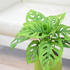 観葉植物 ミニ マドカズラ 窓葛 モンステラ ...の詳細画像2