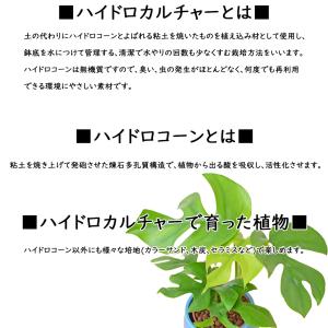 観葉植物 ミニ マドカズラ 窓葛 モンステラ ...の詳細画像3