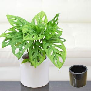 観葉植物 ミニ マドカズラ 窓葛 モンステラ ハイドロカルチャー 水耕栽培 スタイリッシュ陶器鉢付き モノトーン 白 黒 おしゃれ 小さい 棚 インテリア 室内 本物