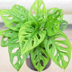 観葉植物 ミニ マドカズラ 窓葛 モンステラ ...の詳細画像1