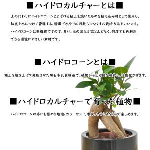 観葉植物 ミニ マドカズラ 窓葛 モンステラ ...の詳細画像4