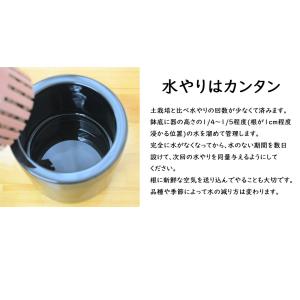 観葉植物 ミニ マドカズラ 窓葛 モンステラ ...の詳細画像5