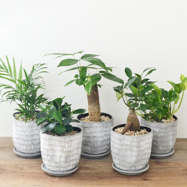 観葉植物 ガジュマル パキラ ポトス テーブルヤシ パンダ チャメドレア 陶器鉢 3号 ホワイト グ...