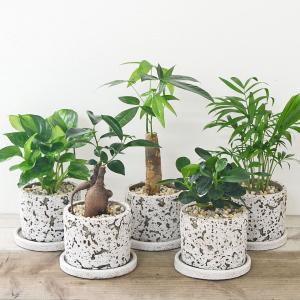 観葉植物 モンステラ 6号サイズ 選べる鉢カバー付き : フラワー