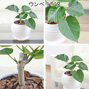 観葉植物 ウンベラータ アルテシーマ ベンガレ...の詳細画像2