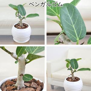 観葉植物 ウンベラータ アルテシーマ ベンガレ...の詳細画像3