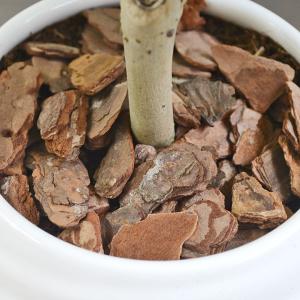 観葉植物 ウンベラータ アルテシーマ ベンガレ...の詳細画像4
