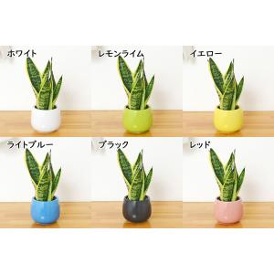 観葉植物 ミニ サンスベリア フツーラ サンセ...の詳細画像1