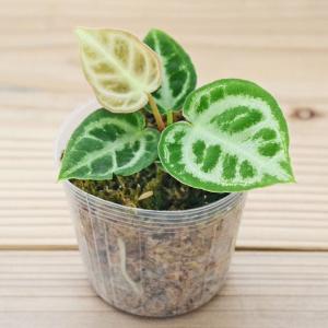 観葉植物 アンスリウム ドラヤキ アンスリューム アロイド系 2.5号 ポット苗 希少 珍しい レア おしゃれ お祝い 小さい 棚 本物 インテリア 室内