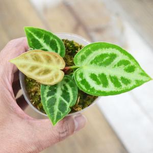 観葉植物 アンスリウム ドラヤキ アンスリュー...の詳細画像1