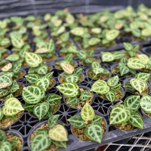 観葉植物 アンスリウム ドラヤキ アンスリュー...の詳細画像2