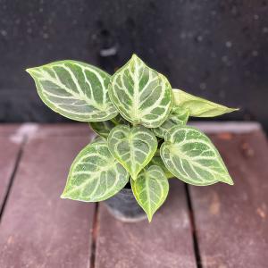 観葉植物 アンスリウム ドラヤキ アンスリュー...の詳細画像3