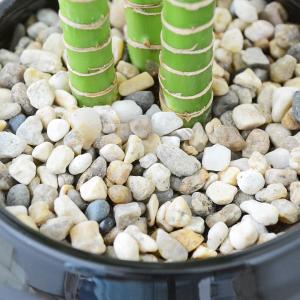 観葉植物 キングバンブー ミリオンバンブー ド...の詳細画像3