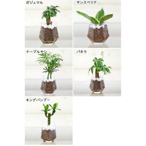 観葉植物 ミニ 3鉢セット ガジュマル パキラ...の詳細画像1