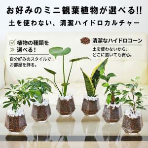 観葉植物 ミニ 3鉢セット ガジュマル パキラ...の詳細画像5