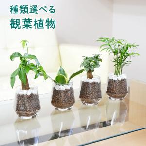 観葉植物 ミニ ガジュマル パキラ サンスベリア テーブルヤシ ハイドロカルチャー 水耕栽培 種類 選べる ヘキサグラス おしゃれ 小さい 棚 室内 本物