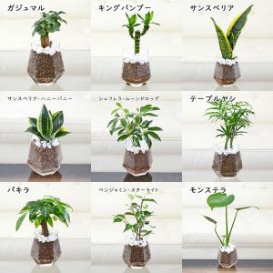観葉植物 ミニ ガジュマル パキラ サンスベリ...の詳細画像1