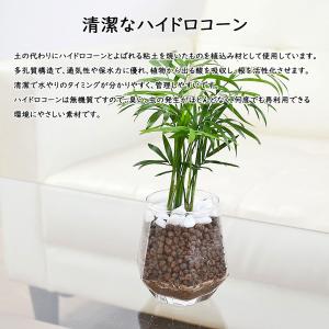 観葉植物 ミニ ガジュマル パキラ サンスベリ...の詳細画像2