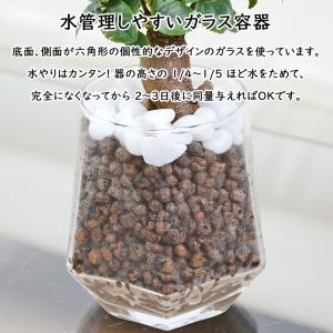 観葉植物 ミニ ガジュマル パキラ サンスベリ...の詳細画像3