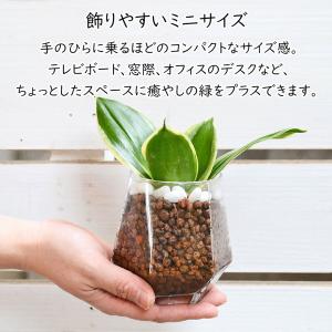 観葉植物 ミニ ガジュマル パキラ サンスベリ...の詳細画像4