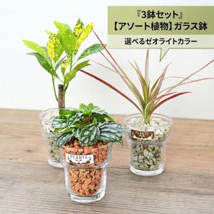 観葉植物 ミニ ハイドロカルチャー 水耕栽培 種類 アソート ガラス 3鉢セット ゼオライトの色を選べる おしゃれ 小さい 棚 インテリア 室内 本物