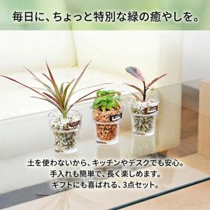 観葉植物 ミニ ハイドロカルチャー 水耕栽培 ...の詳細画像1