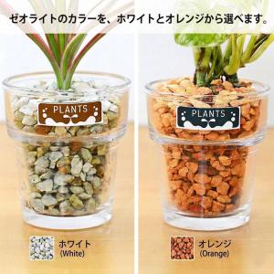 観葉植物 ミニ ハイドロカルチャー 水耕栽培 ...の詳細画像3