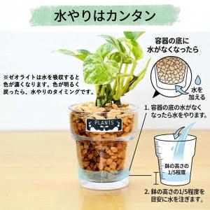 観葉植物 ミニ ハイドロカルチャー 水耕栽培 ...の詳細画像4