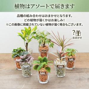 観葉植物 ミニ ハイドロカルチャー 水耕栽培 ...の詳細画像5