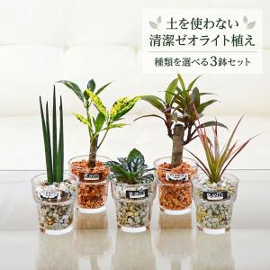 観葉植物 ミニ ハイドロカルチャー 水耕栽培 ガラス 3鉢セット 植物の種類 ゼオライトの色 選べる おしゃれ 小さい 棚 インテリア 室内 本物