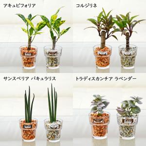 観葉植物 ミニ ハイドロカルチャー 水耕栽培 ...の詳細画像1