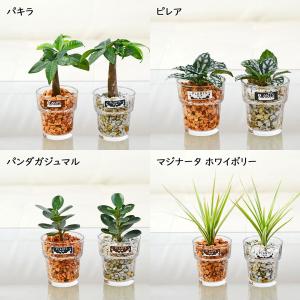 観葉植物 ミニ ハイドロカルチャー 水耕栽培 ...の詳細画像2