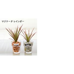 観葉植物 ミニ ハイドロカルチャー 水耕栽培 ...の詳細画像3