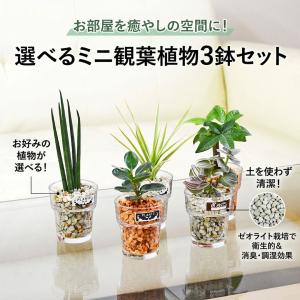 観葉植物 ミニ ハイドロカルチャー 水耕栽培 ...の詳細画像4