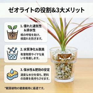 観葉植物 ミニ ハイドロカルチャー 水耕栽培 ...の詳細画像5
