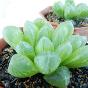 多肉植物 nmハオルチア 光るオブツーサ 多肉植物 ハオルチア 6cmポット