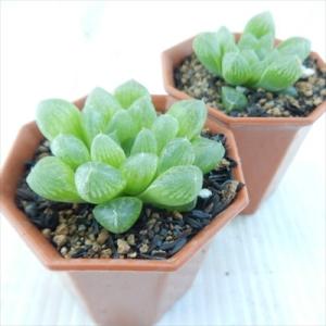 多肉植物 nmハオルチア 光るオブツーサ 多肉...の詳細画像1
