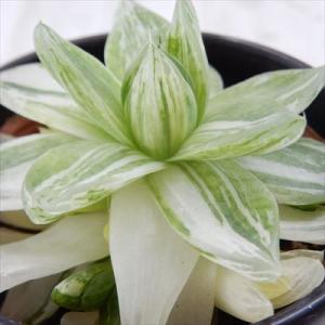 多肉植物 sdハオルチア 京の華錦 多肉植物 ハオルチア 3号鉢
