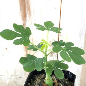 緑林シリーズ プレクトランサス エルンスティ×カタチ製作所 コーデック